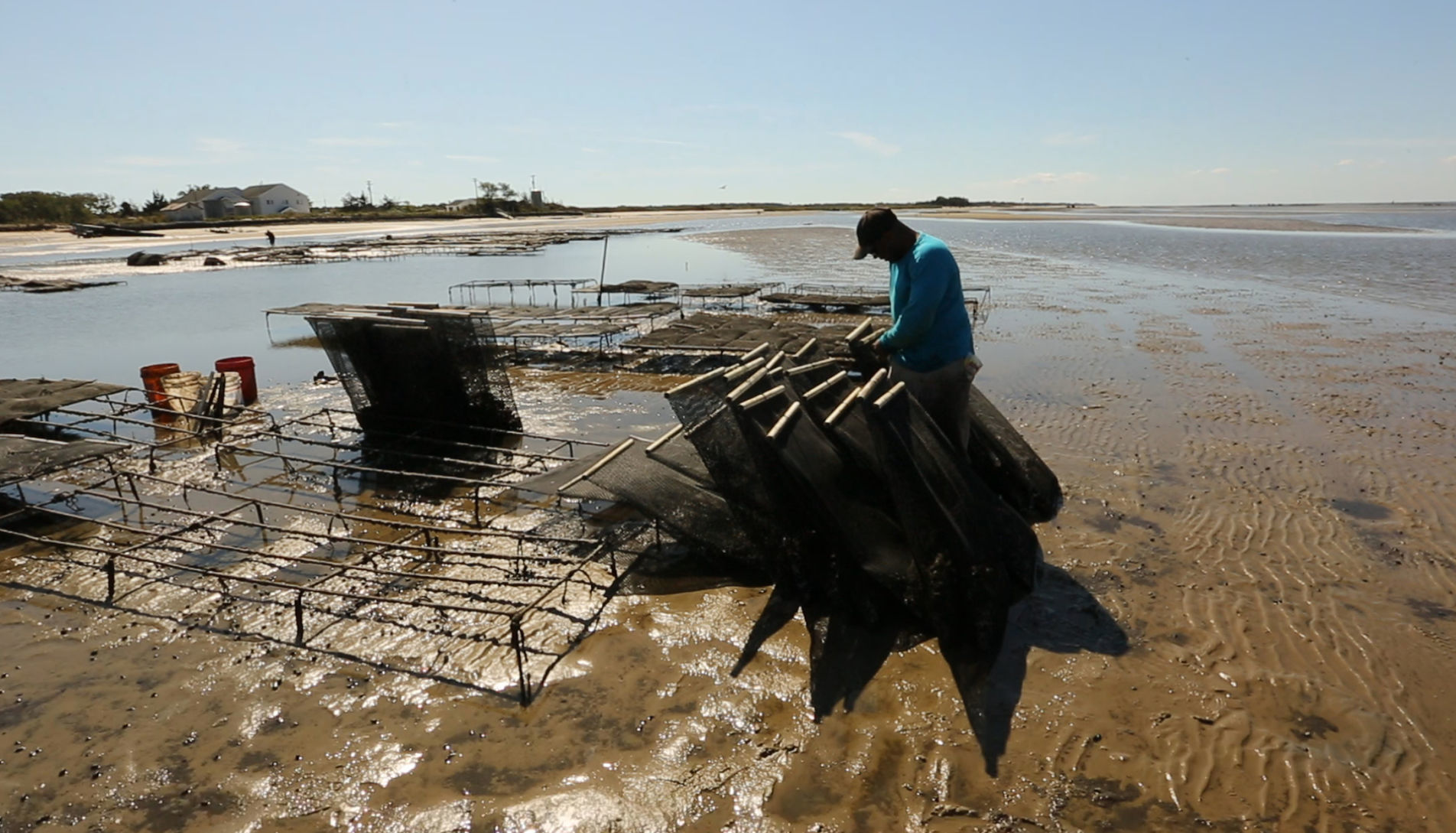 Delaware Bay Oyster Farming